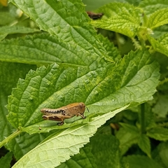 Peripolus