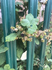 Rubus