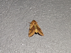 Pyrrhia exprimens