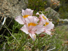 Alstroemeria pallida