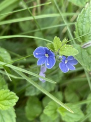 Veronica chamaedrys
