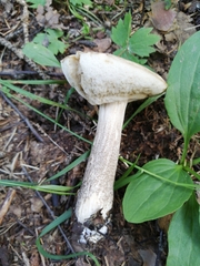 Leccinum scabrum