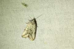 Phyllophila obliterata