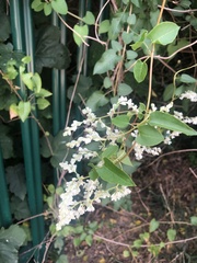 Fallopia baldschuanica