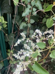 Fallopia baldschuanica