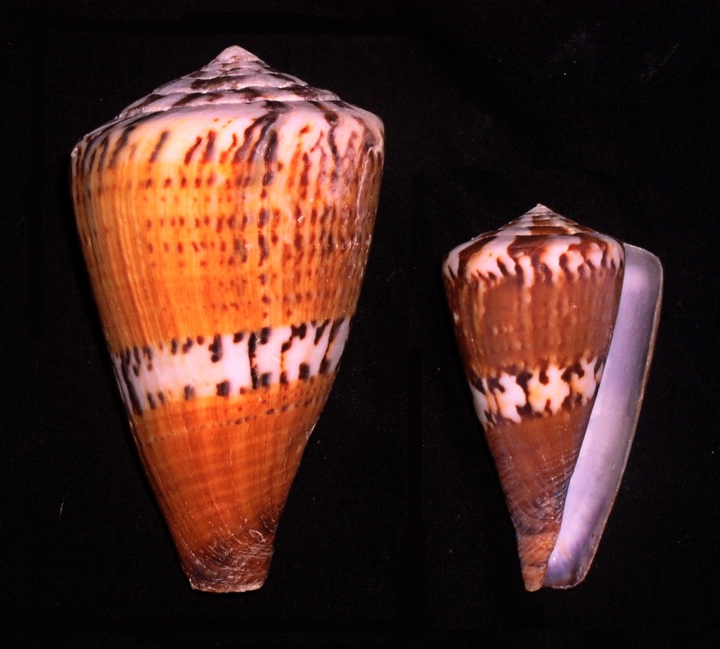 Captain cone