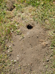 Spalacopus cyanus