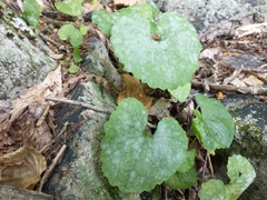 Erysiphe cruciferarum