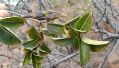Cryptolepis cryptolepioides