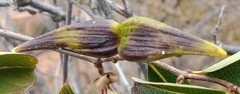 Cryptolepis cryptolepioides
