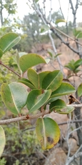 Cryptolepis cryptolepioides