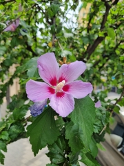 Hibiscus syriacus