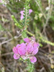 Erica tetralix