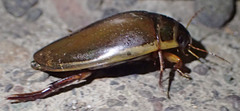 Dytiscus marginicollis