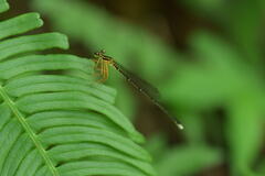 Pseudocopera annulata