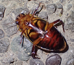 Dytiscus marginicollis