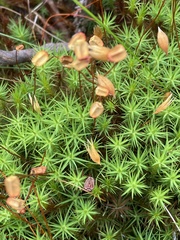 Polytrichum