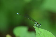 Pseudocopera annulata