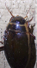 Dytiscus marginicollis