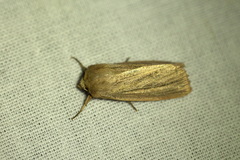 Mythimna pudorina
