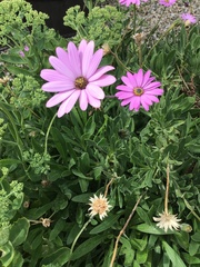 Dimorphotheca jucunda