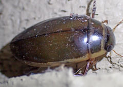 Dytiscus marginicollis