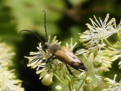 Trigonarthris subpubescens