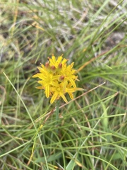 Narthecium ossifragum