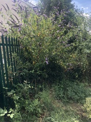 Buddleja davidii