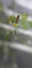 Araneidae