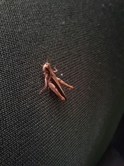 Orphulellini