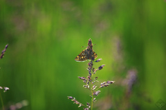 Carterocephalus palaemon