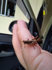 Orphulellini