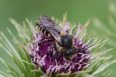 Coelioxys alatus