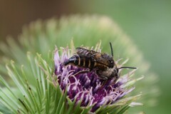 Coelioxys alatus