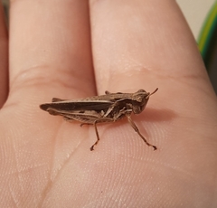 Orphulellini