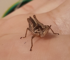 Orphulellini