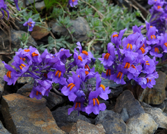 Linaria alpina alpina