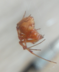 Araneidae