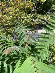 Ailanthus altissima