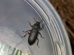 Tenebrio obscurus