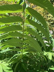 Ailanthus altissima