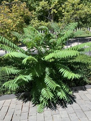 Ailanthus altissima