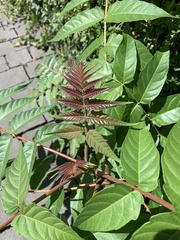 Ailanthus altissima