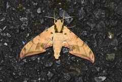Ambulyx sericeipennis