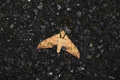 Ambulyx sericeipennis