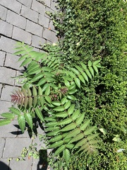 Ailanthus altissima