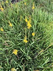 Narthecium ossifragum