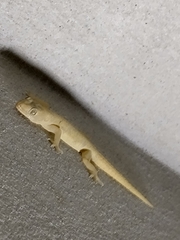 Hemidactylus frenatus