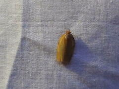 Aphelia alleniana